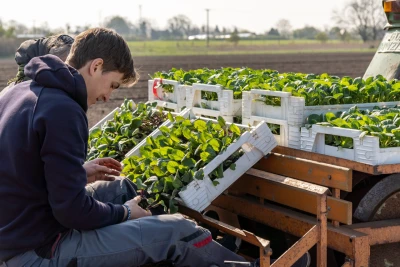 Eine Person sortiert Salat auf einem Feld