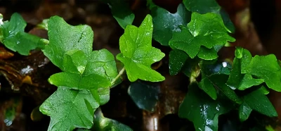 Mimicry plant