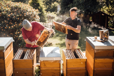 Zwei Männer arbeiten an einem Bienenstock