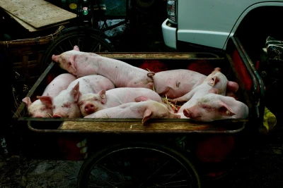 Schweine in einem Transportwagen