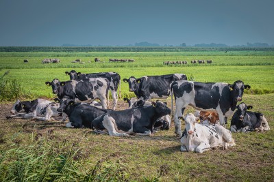 Kühe auf einer Wiese