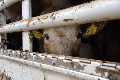 Ein Kalb in einem Tiertransport