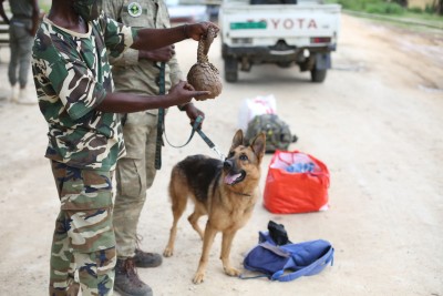 Schuppentier, das während einer Durchsuchung in der Republik Kongo vom Team des Jane Goodall Instituts beschlagnahmt wurde (©Jane Goodall Institut/Fernando Turmo)