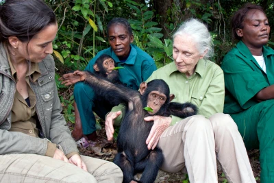 Das Jane Goodall Institut gibt Schimpansen wie Anzac, die im Alter von 2 Jahren ihren linken Unterarm durch Wilderern verlor, eine zweite Chance. ( ©Michael Fox)