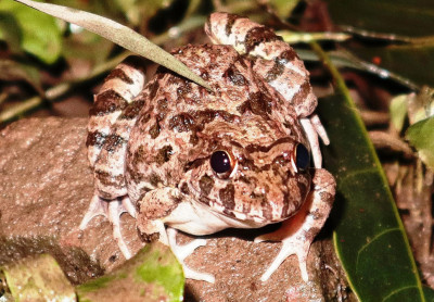 Ein Frosch sitzt auf einem Stein