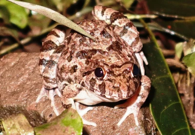 Ein Frosch sitzt auf einem Stein