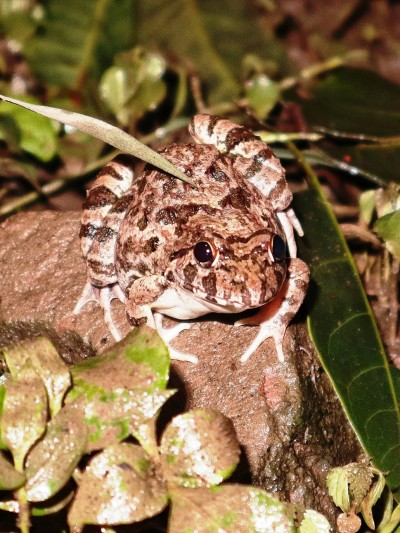 Ein Frosch sitzt auf einem Stein