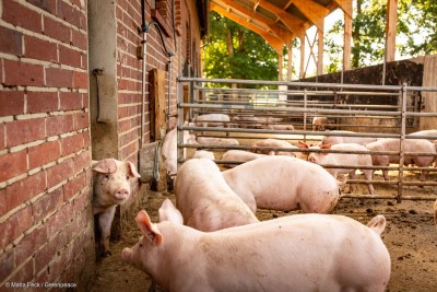 Schweine in einem Stall