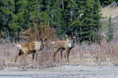 Caribous blicken in die Kamera