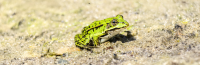 Ein Frosch