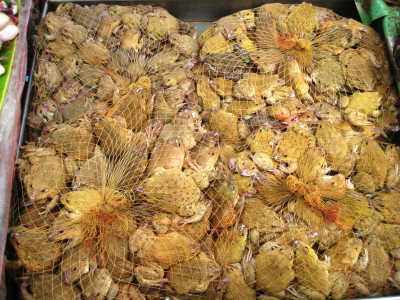 Viele Frösche, gefangen in Netzen