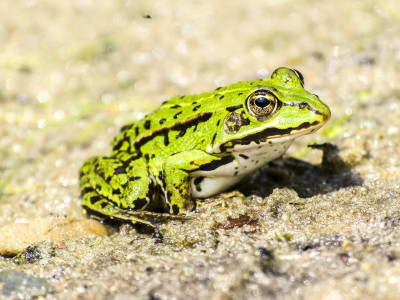 Ein Frosch