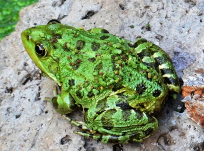 Ein Frosch