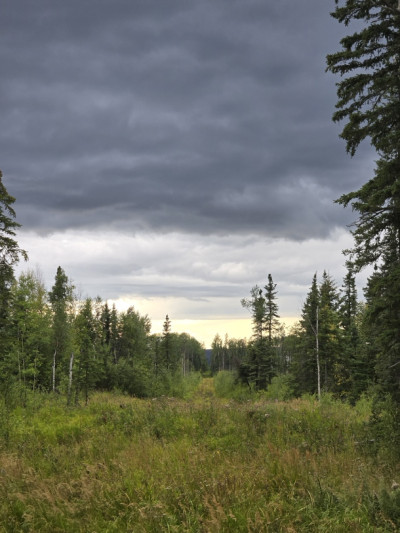 A view along a linear disturbance feature, where trees have been removed from the forest.