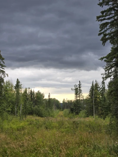 A view along a linear disturbance feature, where trees have been removed from the forest.