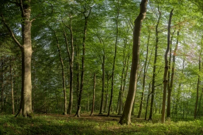 Ein Wald
