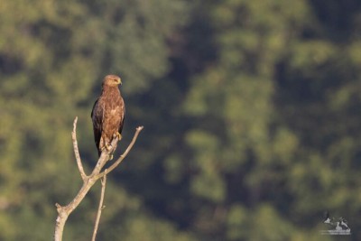 Schreiadler im Wasdower Wald