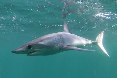 Ein Hai schwimmt im Wasser