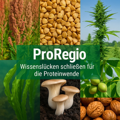 Eine Collage verschiedener pflanzlicher Proteine