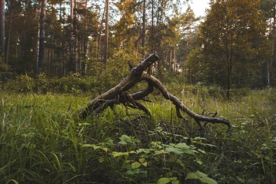 Ein Gebilde aus Ästen im Wald