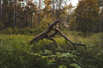 Ein Gebilde aus Ästen im Wald