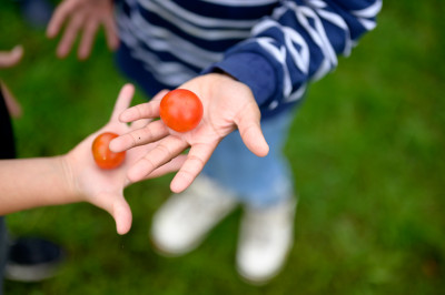 Eine Hand verteilt Tomaten