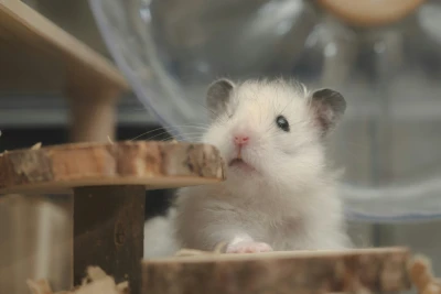 Hamster im Käfig