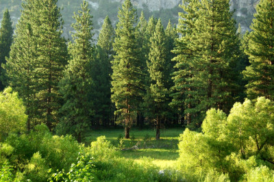 Ein Wald