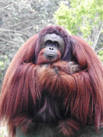 Ein Orang-Utan