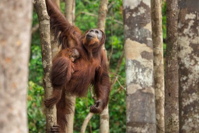 Ein Orang-Utam klettert im Baum