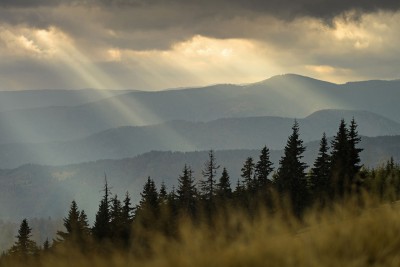 Bäume vor einer Bergkulisse