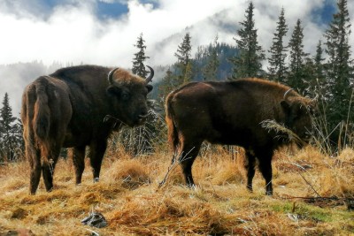 Bisons stehen in der Wildnis