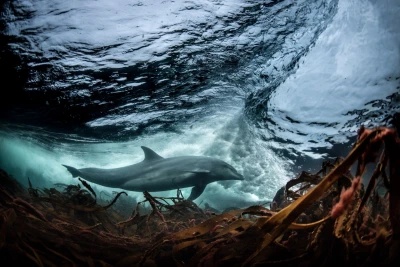 Ein Delphin im Meer