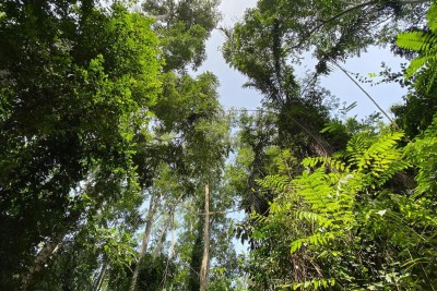 Ein Wald in Ghana