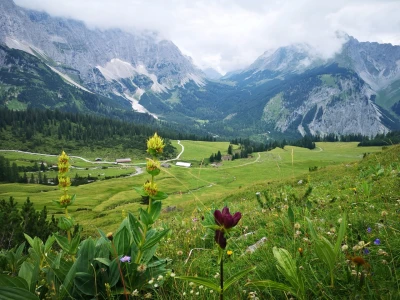 Almgebiet rund um die Ladizalm