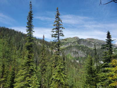 Ein Blick durch die Wälder auf die Berge