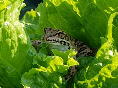 Ein Frosch sitzt im Salat