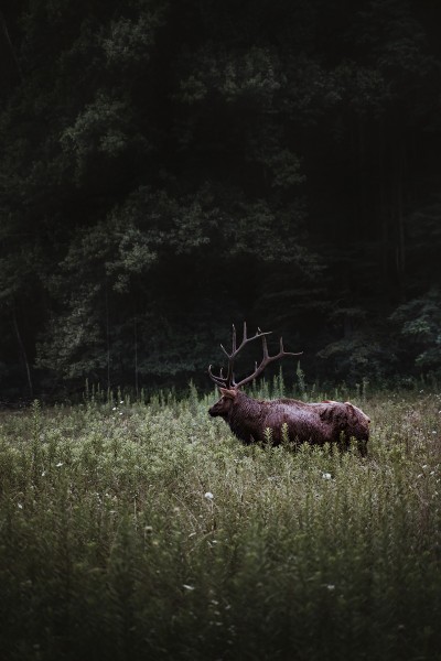 Ein Hirsch steht auf einer Lichtung