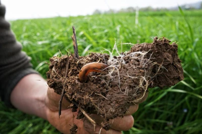 Eine Hand hält einen Erdklumpen mit einem Regenwurm