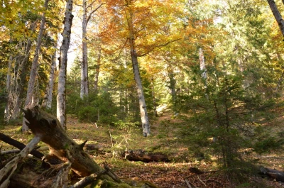 Eine Waldfläche in Hinteriß