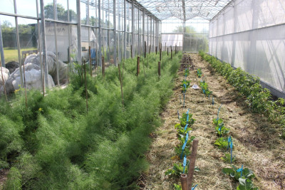 Innenansicht Gewächshaus