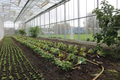Ein Beet im Gewächshaus