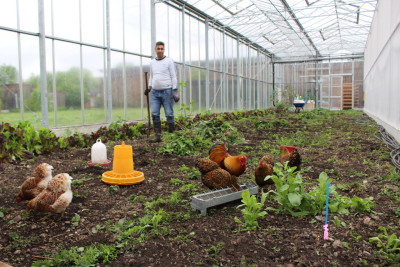 Hühner im Gewächshaus