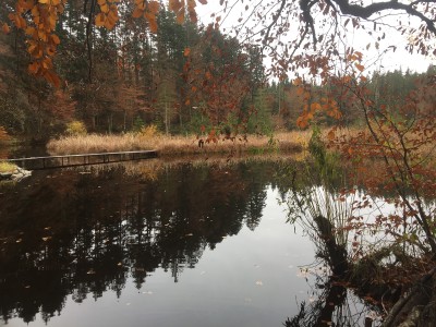 Ein See im Wald