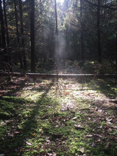 Waldlichtung im Sonnenschein