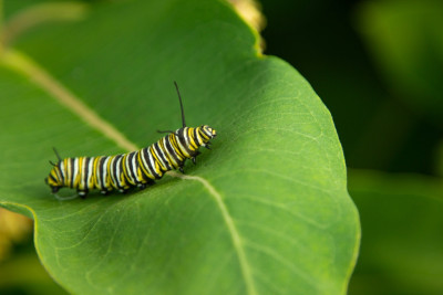 Eine Raupe