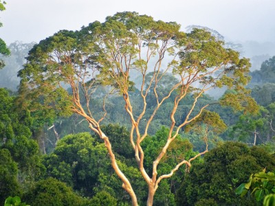 Ein Baum