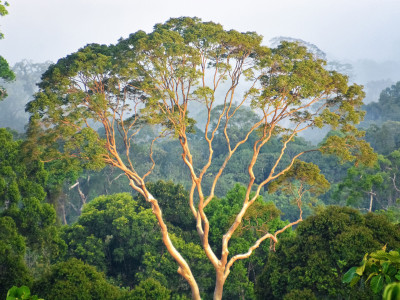 Ein Baum