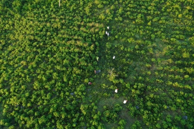 Luftaufnahme Bepflanzung einer Fläche von Plant for the Planet