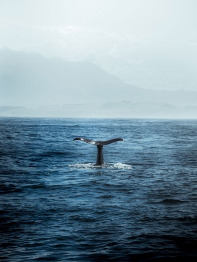 Eine Walflosse ragt aus dem Meer